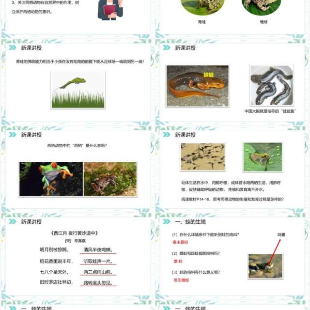 部编版八年级生物下册两栖动物的生殖和发育课件PPT模板