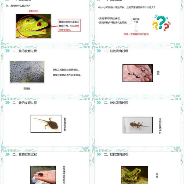 部编版八年级生物下册两栖动物的生殖和发育课件PPT模板 部编版八年级生物下册两栖动物的生殖和发育课件PPT模板