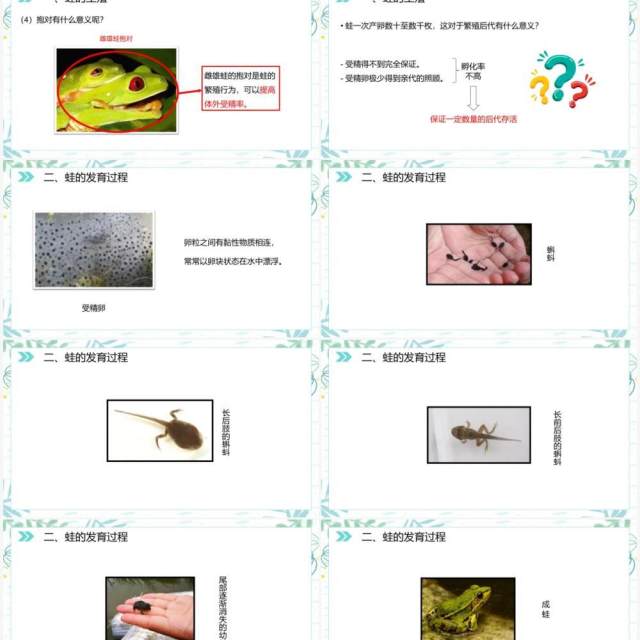 部编版八年级生物下册两栖动物的生殖和发育课件PPT模板