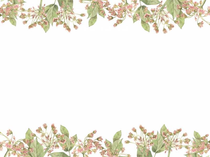 花框架169 - 不知道名字的花框架