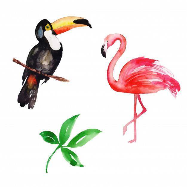 美丽的水彩热带鸟类集合