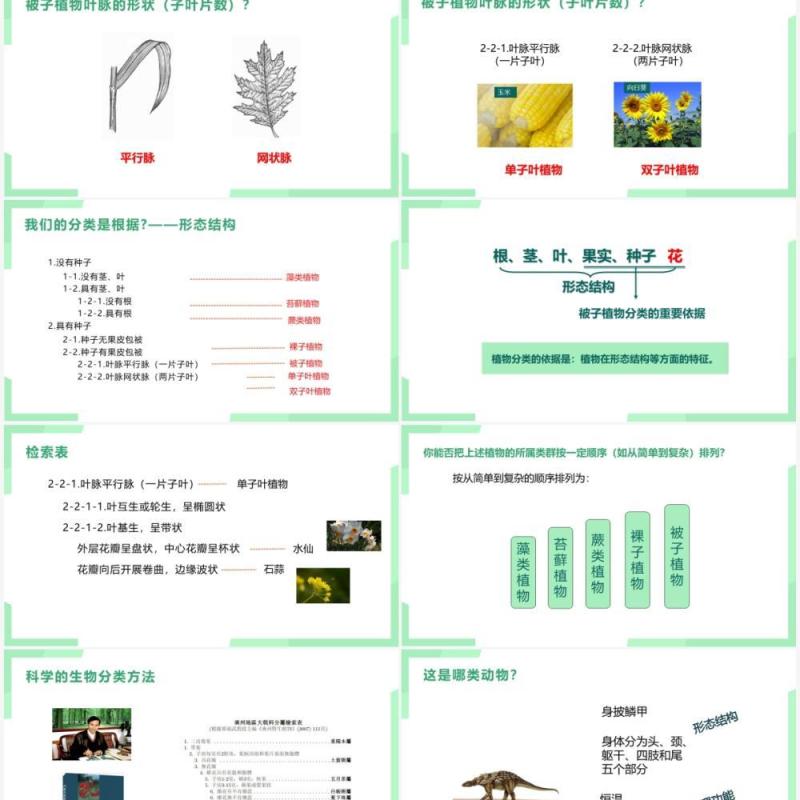 部编版八年级生物上册尝试第六单元对生物进行分类PPT模板