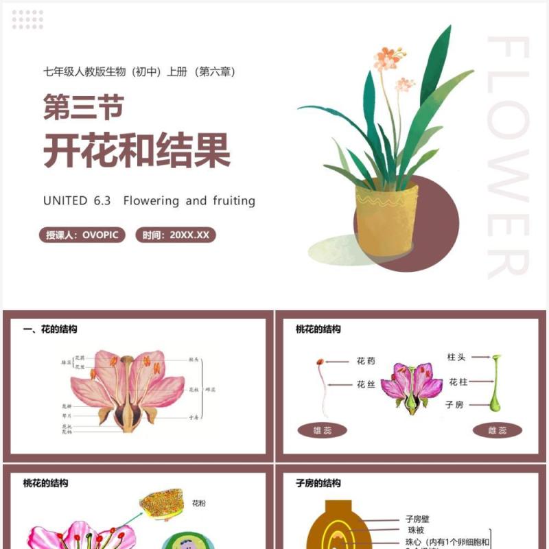 部编版七年级生物上册开花和结果课件PPT模板