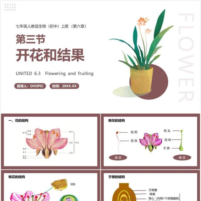 部编版七年级生物上册开花和结果课件PPT模板 部编版七年级生物上册开花和结果课件PPT模板