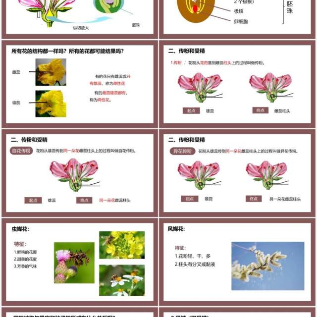 部编版七年级生物上册开花和结果课件PPT模板