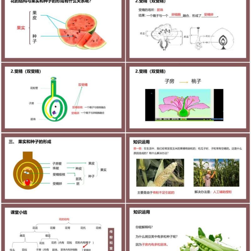 部编版七年级生物上册开花和结果课件PPT模板
