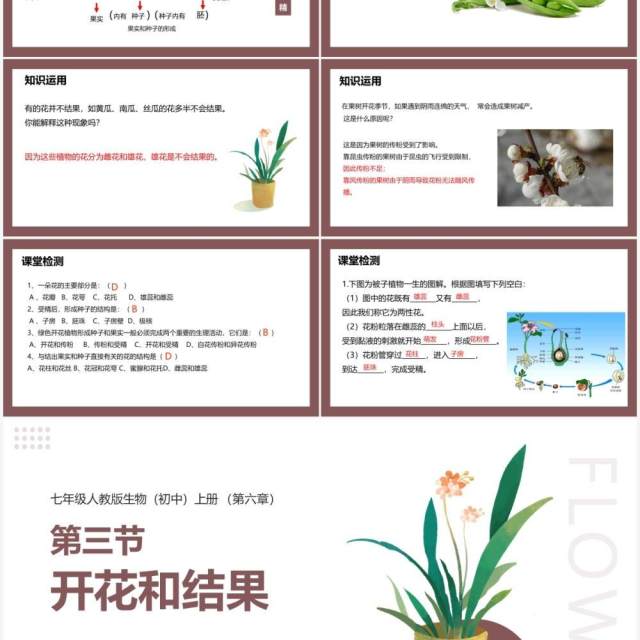 部编版七年级生物上册开花和结果课件PPT模板 部编版七年级生物上册开花和结果课件PPT模板