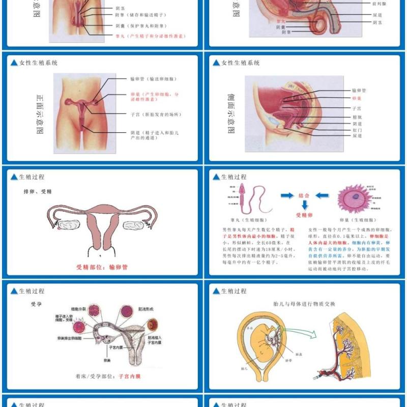 部编版七年级生物下册人的生殖课件PPT模板