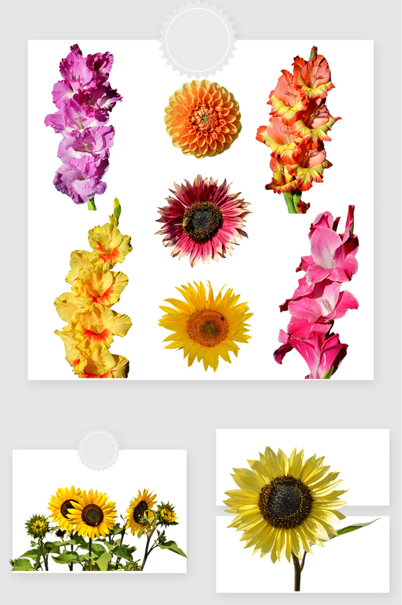 高清免抠花朵素材