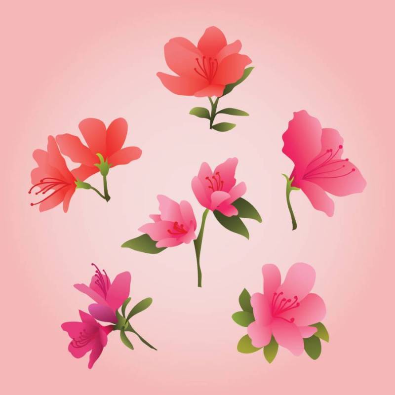 美丽的杜鹃花剪贴画