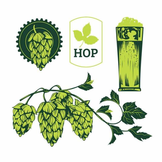 绿色蛇麻草植物，素描风格矢量图孤立在白色背景上。成熟的绿色跳跃的锥体，啤酒酿造成分