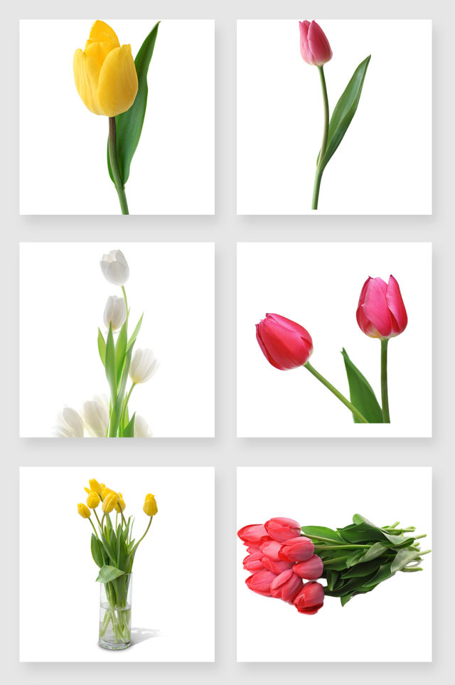 郁金香花卉设计素材 郁金香花卉设计素材