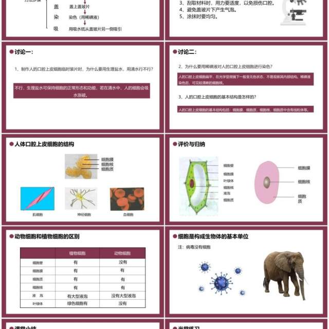 部编版七年级生物上册动物细胞课件PPT模板