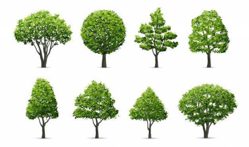 Collection of tree isolated on white background.