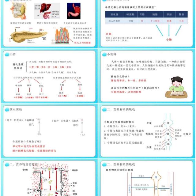 部编版七年级生物下册消化和吸收课件PPT教育课件模板