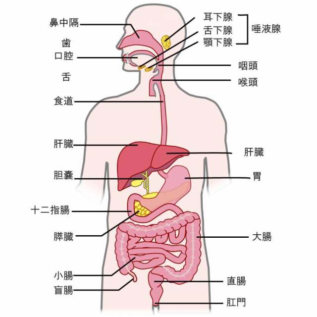 消化器官名称