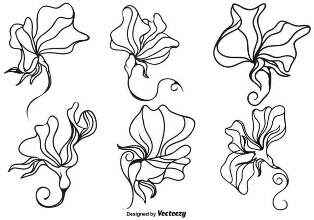 矢量甜豌豆花插图