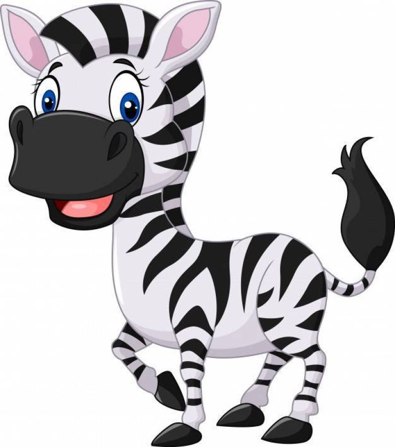Cute baby zebra posing isolated on white background