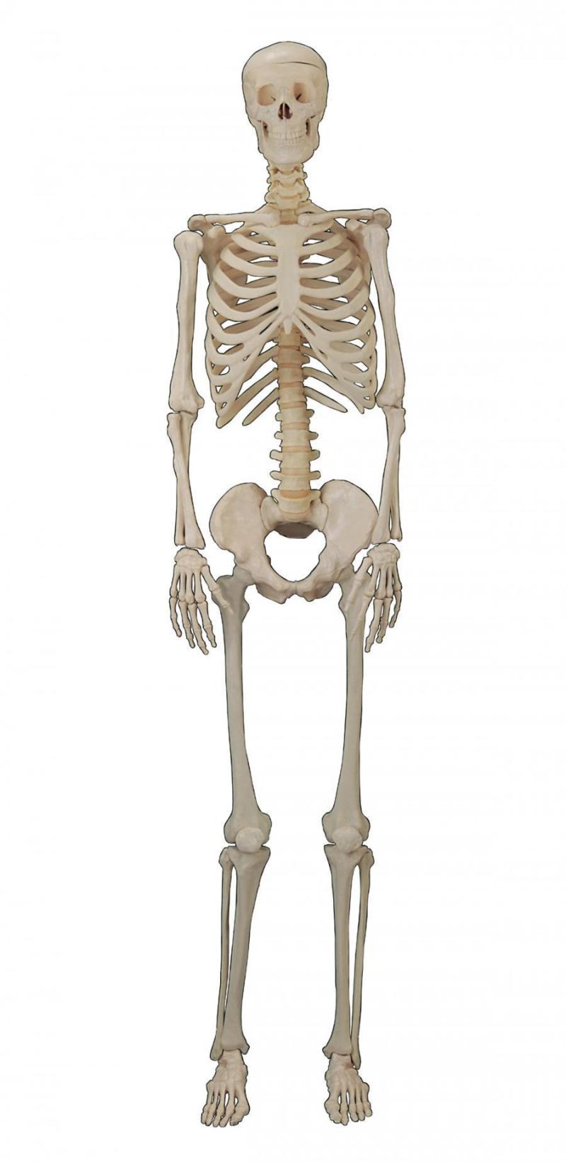 骨骼&nbsp;骷髅psd文件