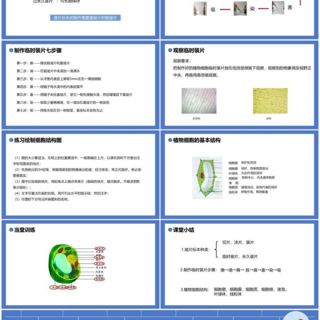 部编版七年级生物上册植物细胞课件PPT模板