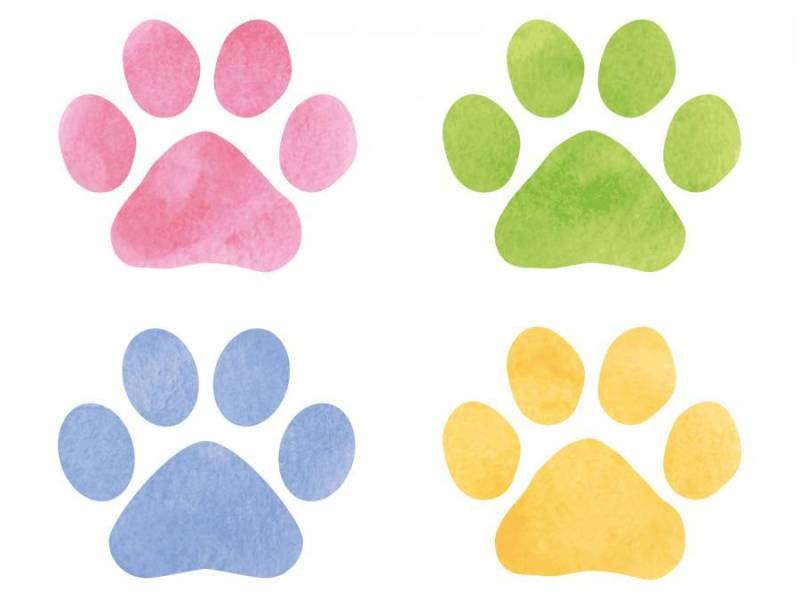 水彩风格的肉球集