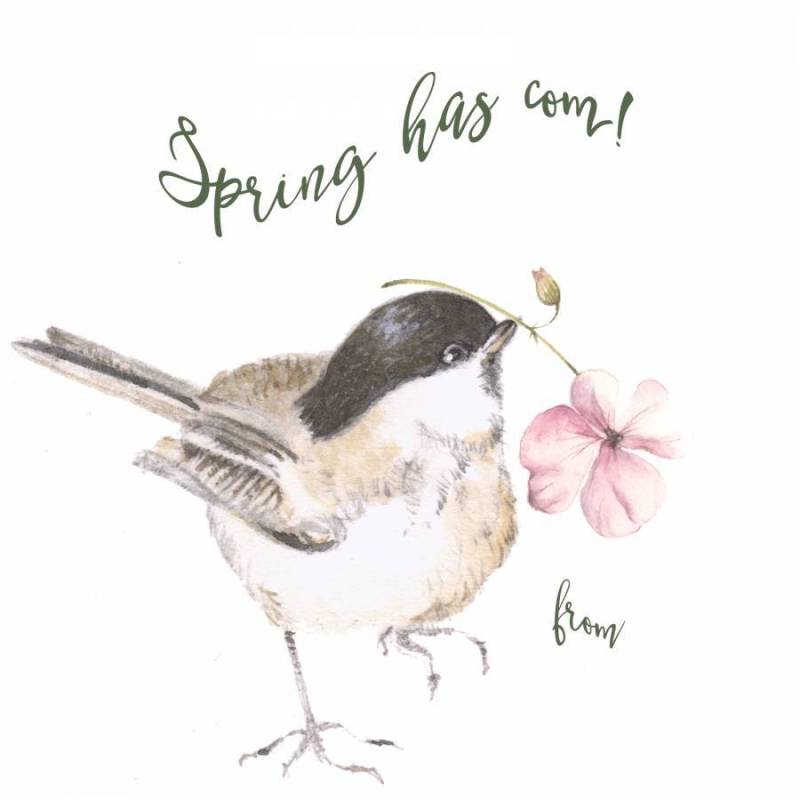 一张小鸟牌，春天来了！
