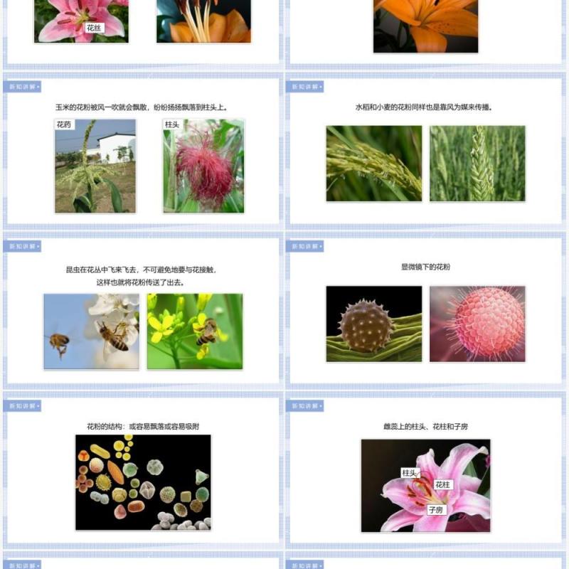 教科版四年级下册花、果实和种子课件PPT模板