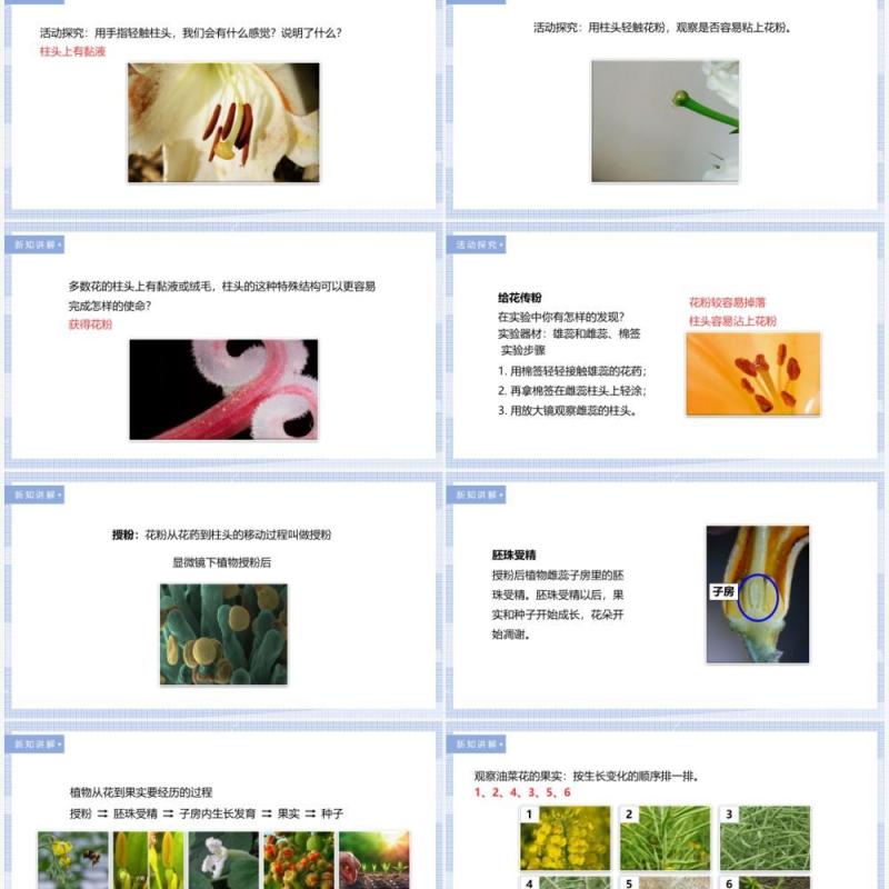 教科版四年级下册花、果实和种子课件PPT模板