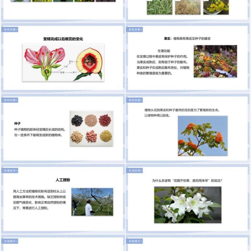 教科版四年级下册花、果实和种子课件PPT模板