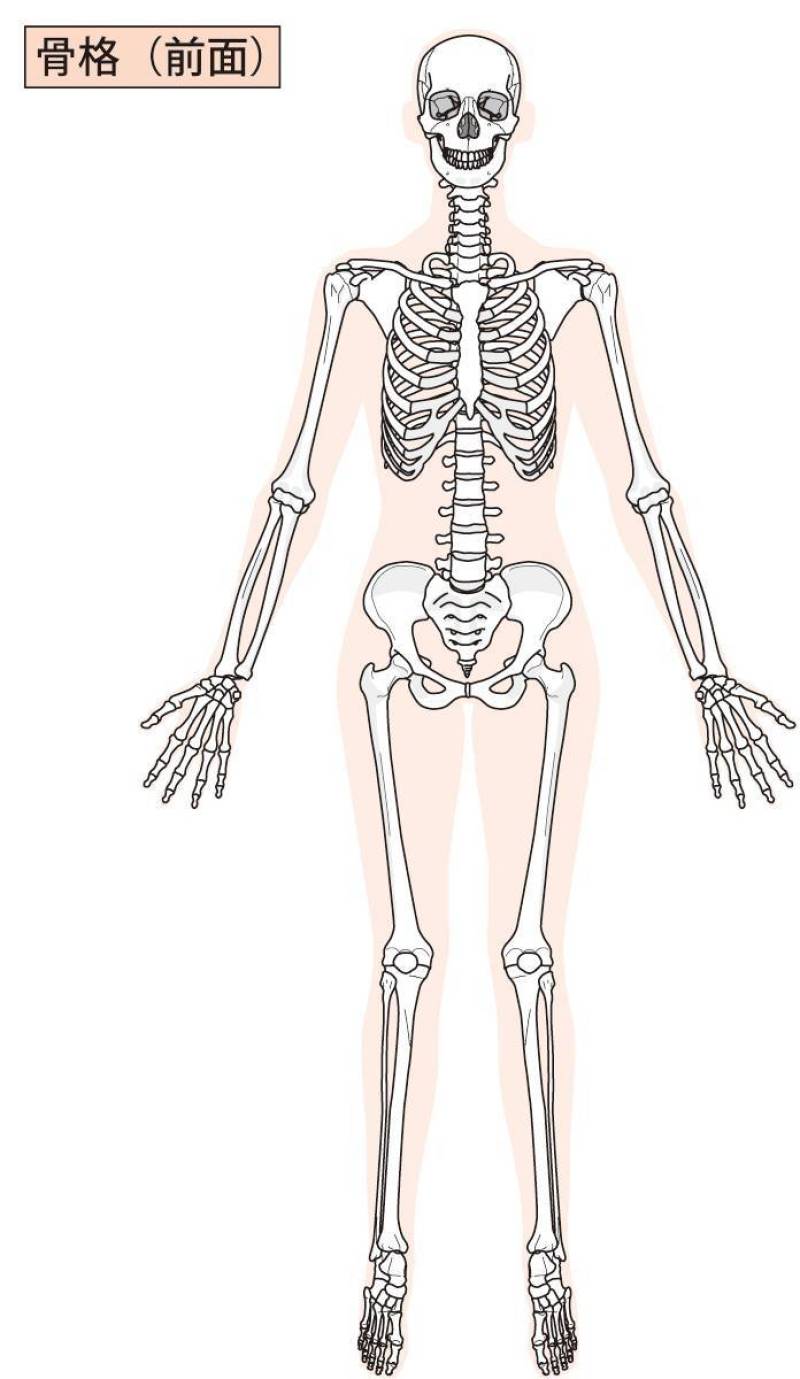 全身骨格（前面）