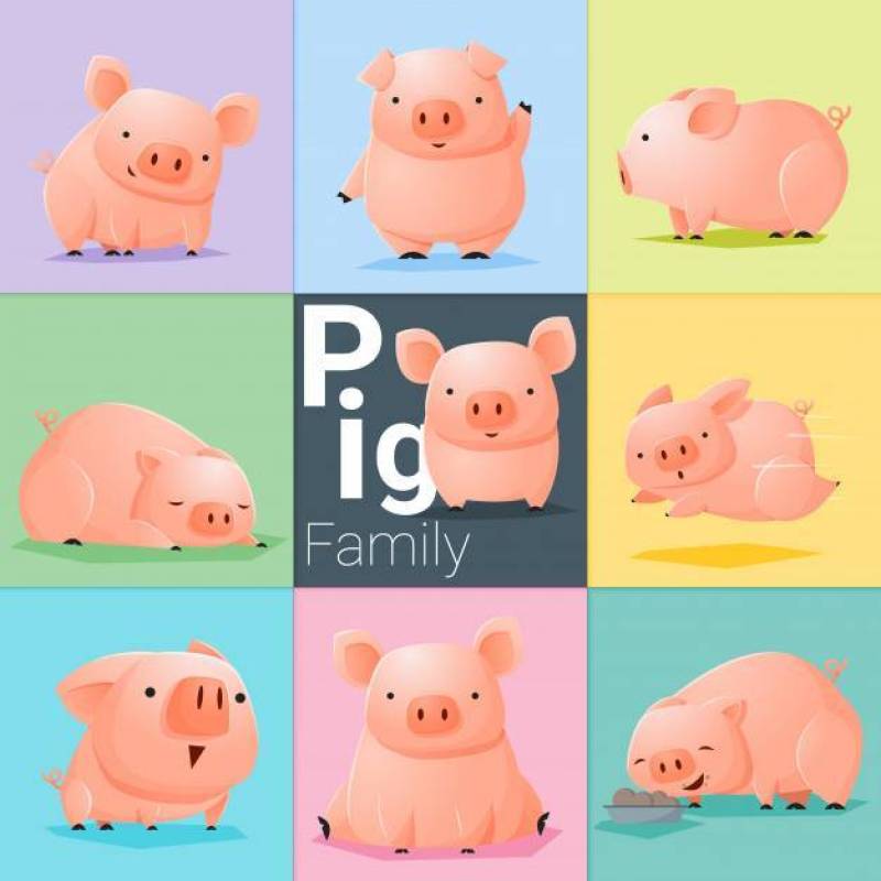 套猪家庭
