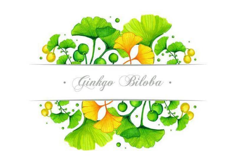 银杏横幅矢量设计