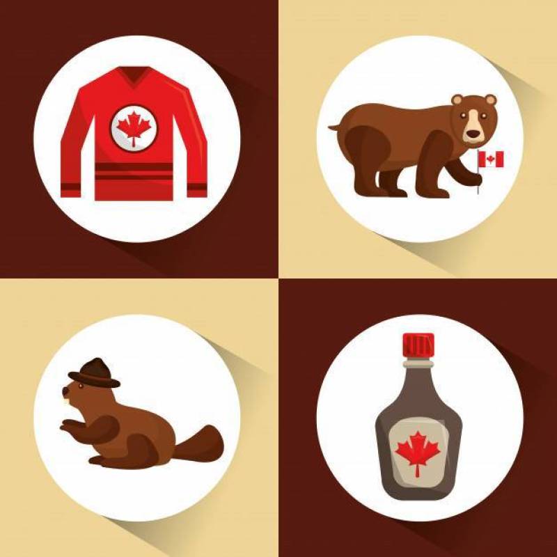 加拿大系列熊海狸针织物和枫糖浆