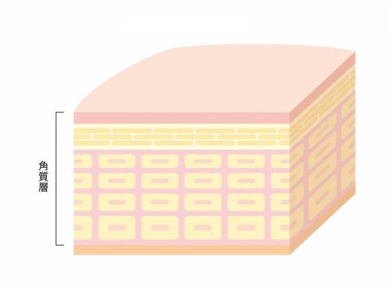 皮肤_D_到角质层的截面图