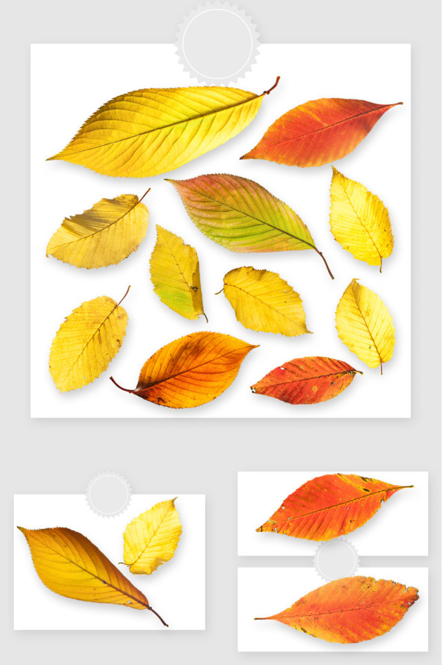 秋冬季节黄色落叶树叶高清png素材