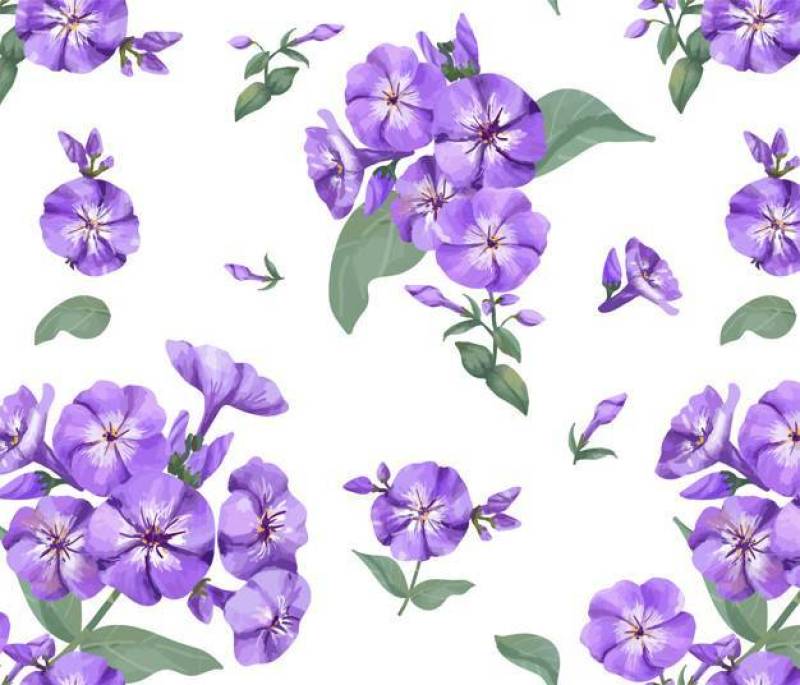 手拉的紫色福禄考样式