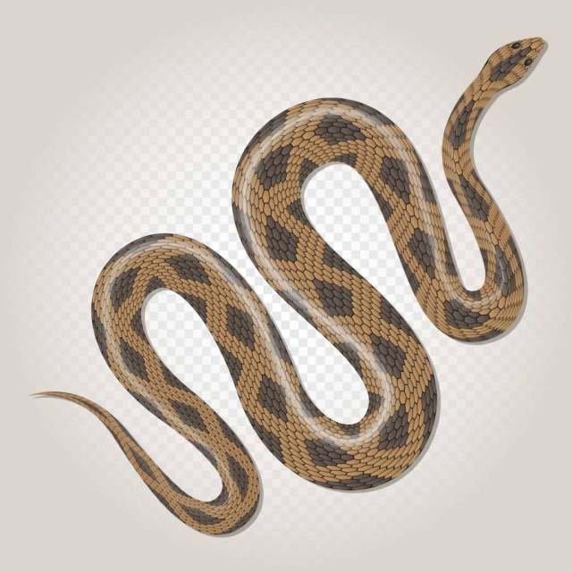 在透明背景例证的棕色Python热带蛇