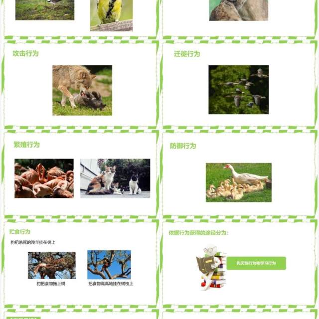 部编版八年级生物上册先天性行为和学习行为PPT模板 部编版八年级生物上册先天性行为和学习行为PPT模板