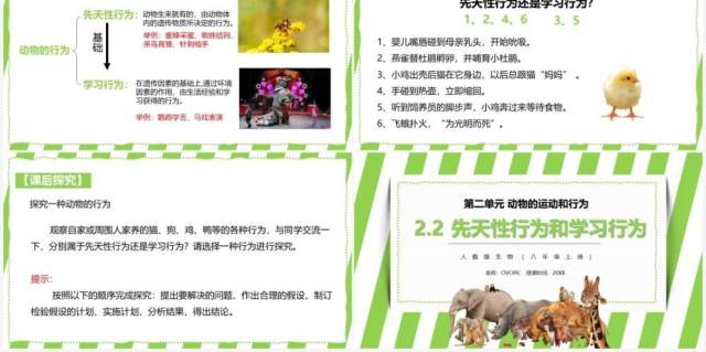 部编版八年级生物上册先天性行为和学习行为PPT模板 部编版八年级生物上册先天性行为和学习行为PPT模板