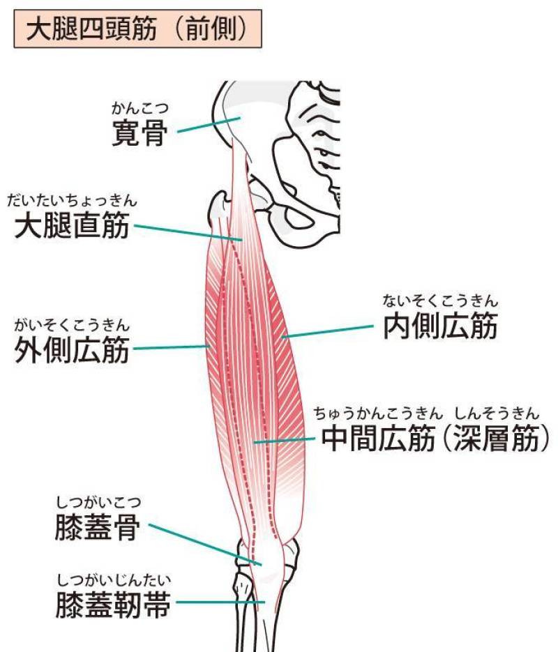 大腿四头筋（前侧）