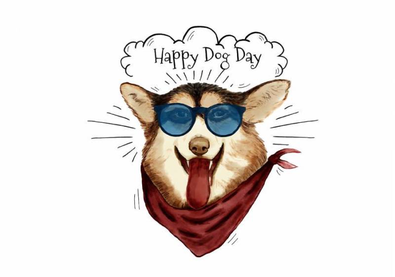 可爱和有趣的时尚狗微笑着戴着太阳镜和围巾狗天