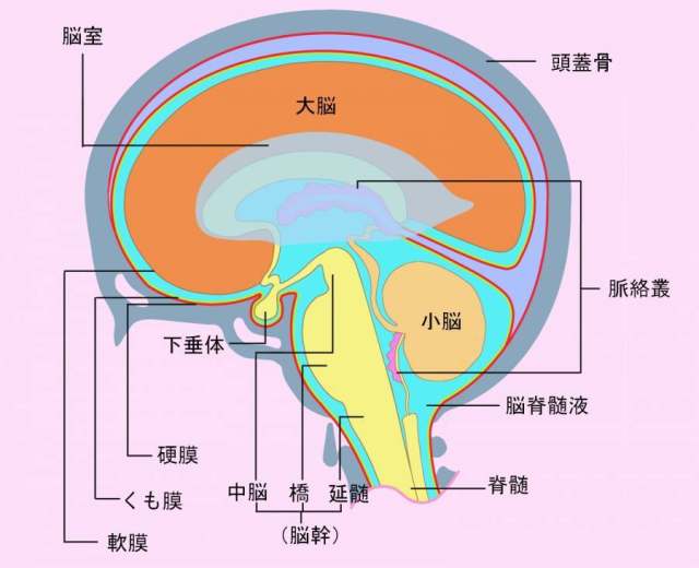 大脑的解释