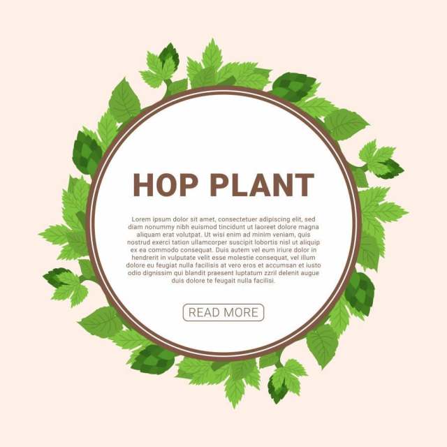 蛇麻草植物矢量图