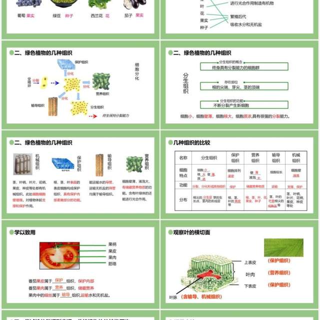 部编版七年级生物上册植物体的结构层次课件PPT模板