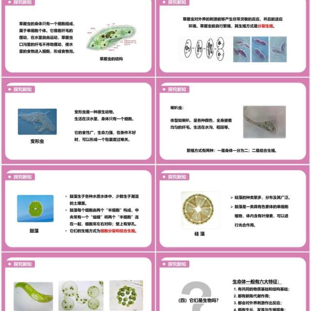 教科版六年级科学下册用显微镜观察身边的生命世界课件PPT模板 教科版六年级科学下册用显微镜观察身边的生命世界课件PPT模板