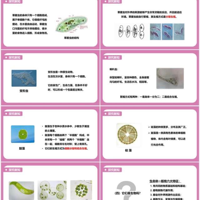 教科版六年级科学下册用显微镜观察身边的生命世界课件PPT模板