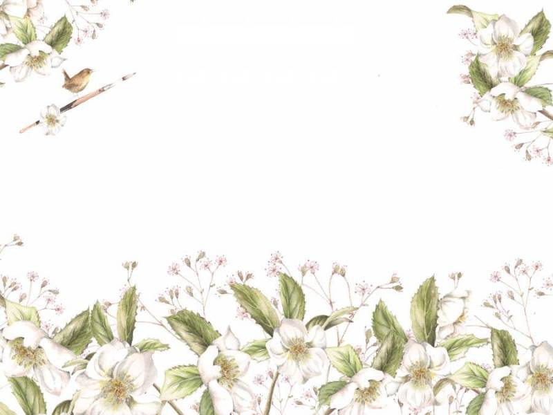 花框架289 - 白色圣诞节玫瑰色背景