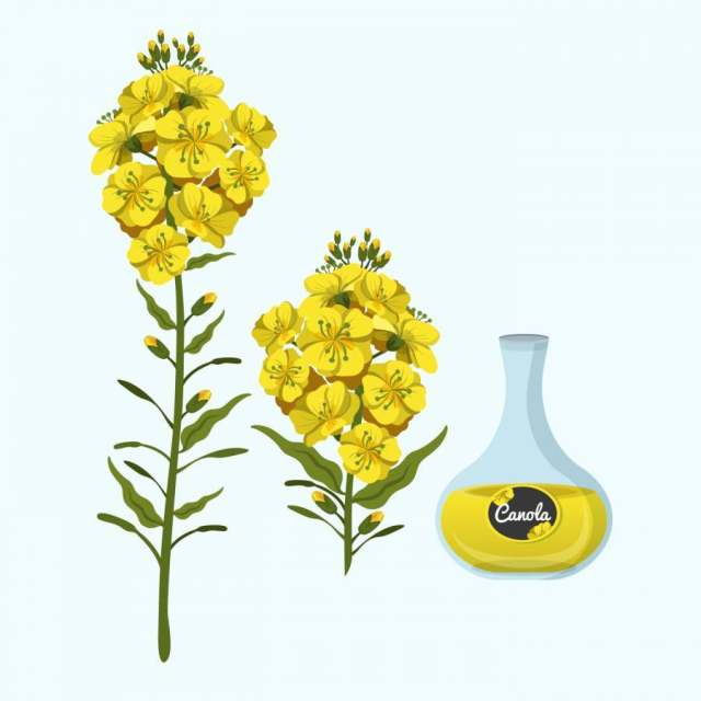 油菜籽油矢量图