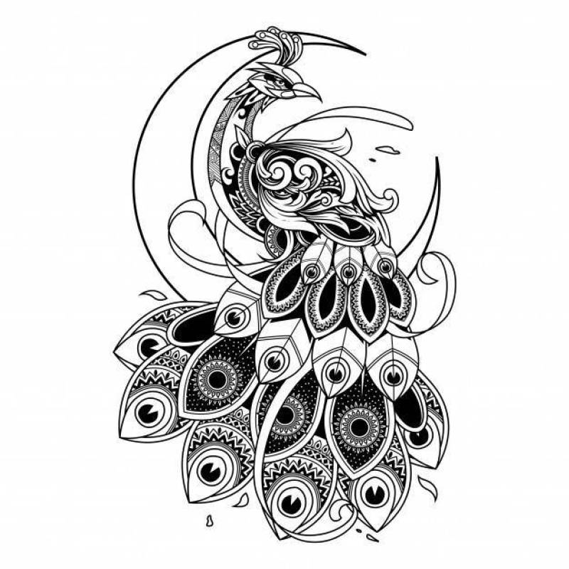Peacock doodle ornament illustration, tattoo and tshirt design