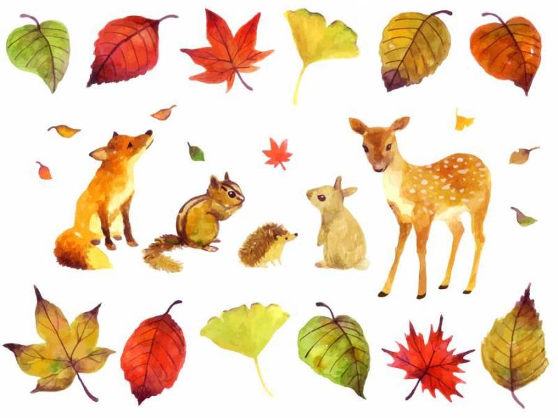 秋天的动物插图